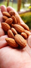 almonds in hand