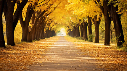 Fototapeta premium Rows of trees on both sides of the road, autumn forest in the morning