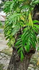 Tropical plant wall background with monstera leaves. Lush green foliage, banner. Large monstera deliciosa growing wild in tropical climate