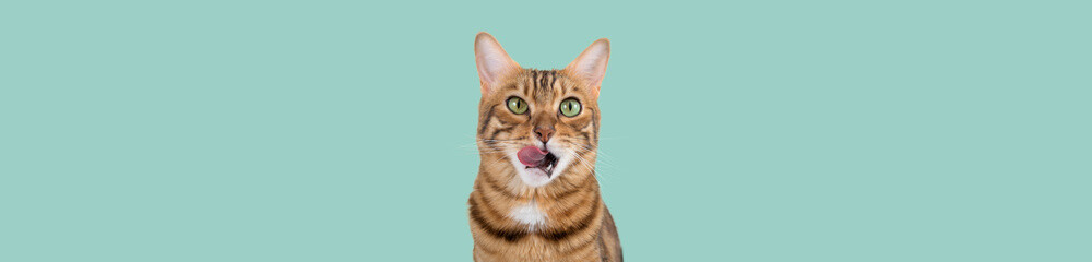 A Bengal cat licks its lips in anticipation of food.
