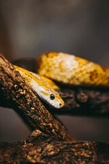 Portrait d'un joli petit serpent des blés ou Pantherophis Guttatus dans un terrarium