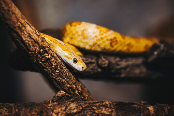 Portrait d'un joli petit serpent des blés ou Pantherophis Guttatus dans un terrarium - obrazy, fototapety, plakaty
