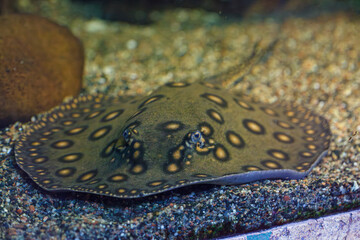 underwater photography of fish Potamotrygon motoro