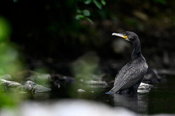 Great cormorant // Kormoran (Phalacrocorax carbo)