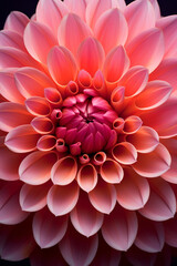 Close-up showcasing the mesmerizing symmetry of a dahlia's petals.