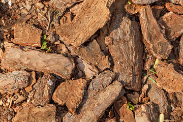 Dry tree bark texture