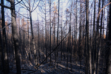 Landscape of pine forest burned in a forest fire in Tenerife. Environmental disaster and climate crisis.