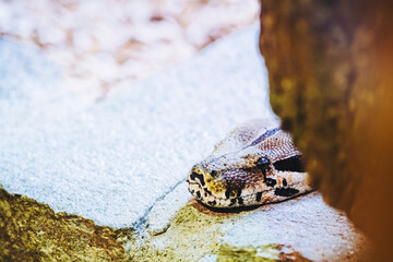 Portrait d'un magnifique boa constricteur ou boa constrictor