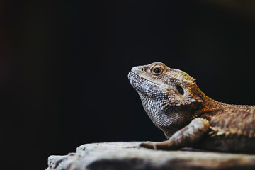 Portrait d'un reptile dragon barbu ou Pogona vitticeps