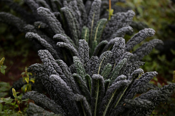 black raven kale plant close-up with droplets of morning dew 