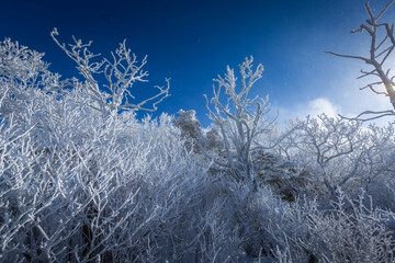 Atop the snow-capped Deogyusan mountains on a clear day and the snow blown by the wind  in winter,South Korea.