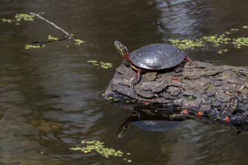 Painted turtle basking in the sun on a log showing off its reflection in the water 