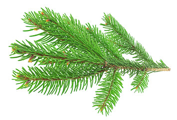 Naklejka premium Green fir branch for Christmas isolated on a white background