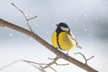 Beautiful winter scenery with Great Tit (Parus Major) bird perched on the branch within a snowfall - obrazy, fototapety, plakaty