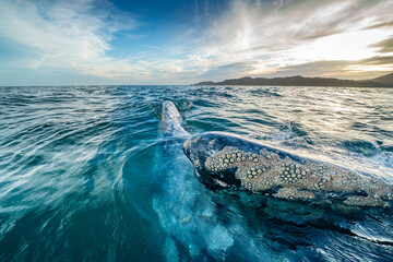 grey whale at sunset in baja california sur, mexico