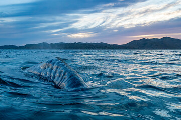 grey whale at sunset in baja california sur, mexico - obrazy, fototapety, plakaty