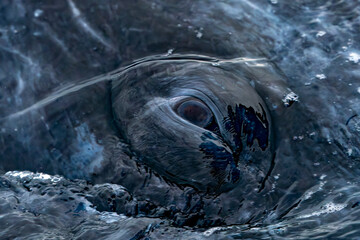 detail of eye of a grey whale in baja california sur, mexico
