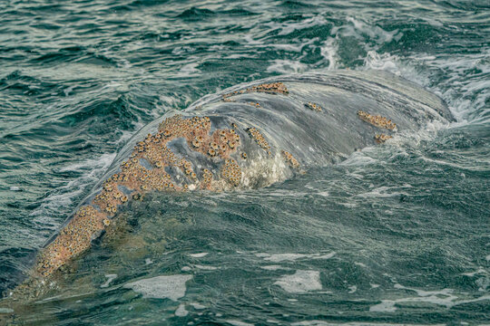 Barnacles cirripedia parasites of grey whale in baja california sur, mexico