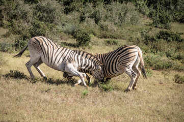 Fototapeta na wymiar two Zebra playing at the kruger national park in south africa