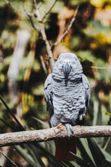 Portrait d'un magnifique perroquet gris du Gabon ou Psittacus erithacus