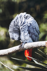 Portrait d'un magnifique perroquet gris du Gabon ou Psittacus erithacus