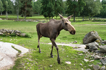 Moose cow in Scandinavia on a meadow. King of the forests in Sweden. Largest mammal