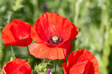 red poppy flower