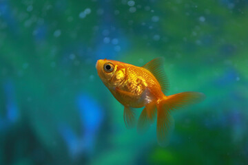 Naklejka premium goldfish in aquarium