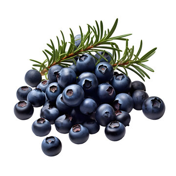 Juniper berries isolated on transparent background