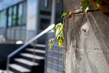 コンクリートの隙間から生える雑草