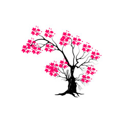 cherry blossom tree isolated on white backdrop.