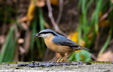 A close-up with a Sitta europaea bird holding a seed in its beak