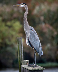 A Grest Blue Heron sits atop a nestbox in the rain.