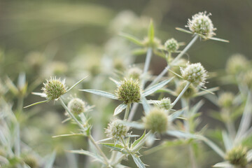Eryngium campestre (field eryngo, watling street thistle) in the summer meadow