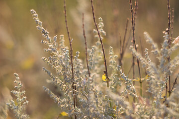 Medicinal Plant Wormwood (Artemisia absinthium)