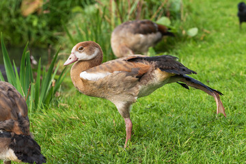 A gosling of Egyptian goose (Alopochen aegyptiaca) stretches while resting on the shore