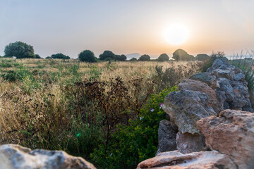 Landscape with meadow, olive trees and stone wall at sunrise
