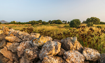 A landscape with a meadow, olive trees and a stone wall illuminated by the morning sun