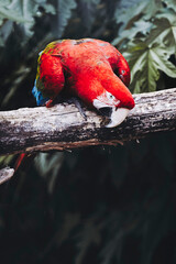 Portrait d'un magnifique perroquet ara chloroptère ou à ailes vertes