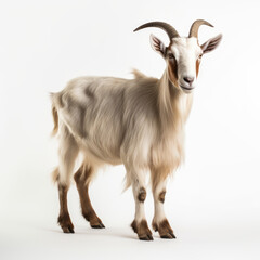 Goat with horns isolated on a white background. Farm animal.