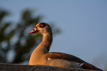 Sitting Goose