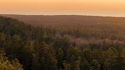 Pine Forest Landscape Ocean View