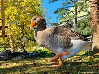 Grey duck  on the green grass sin the garden