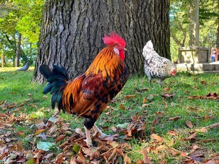 Rooster on the green grass sin the garden