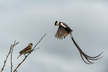 Pin-tailed Whydah male fluttering and courting in the air to impress the female in the breeding season in Hluhluwe Imfolozi Game Reserve in Kwa Zulu Natal in South Africa 