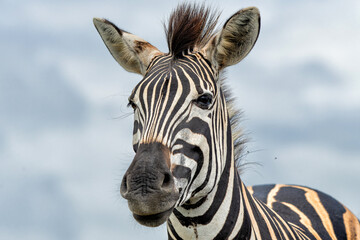 Zebra standing in the Hluhluwe Imfolozi Game Reserve with a cloudy sky in the green season in Kwa Zulu Natal in South Africa