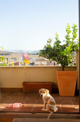 dog sitting on the balcony