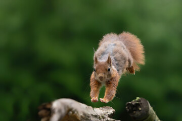 Naklejka na ściany i meble Eurasian red squirrel (Sciurus vulgaris) jumping in the forest of Noord Brabant in the Netherlands.
