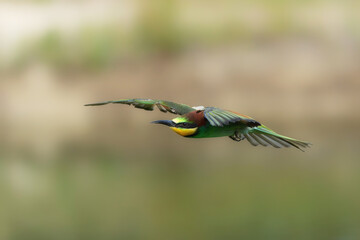 European bee-eater (Merops apiaster) in flight in Gelderland in the Netherlands.