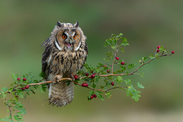 Beautiful long-eared owl (Asio otus) sitting on a branch in Gelderland in the Netherlands 